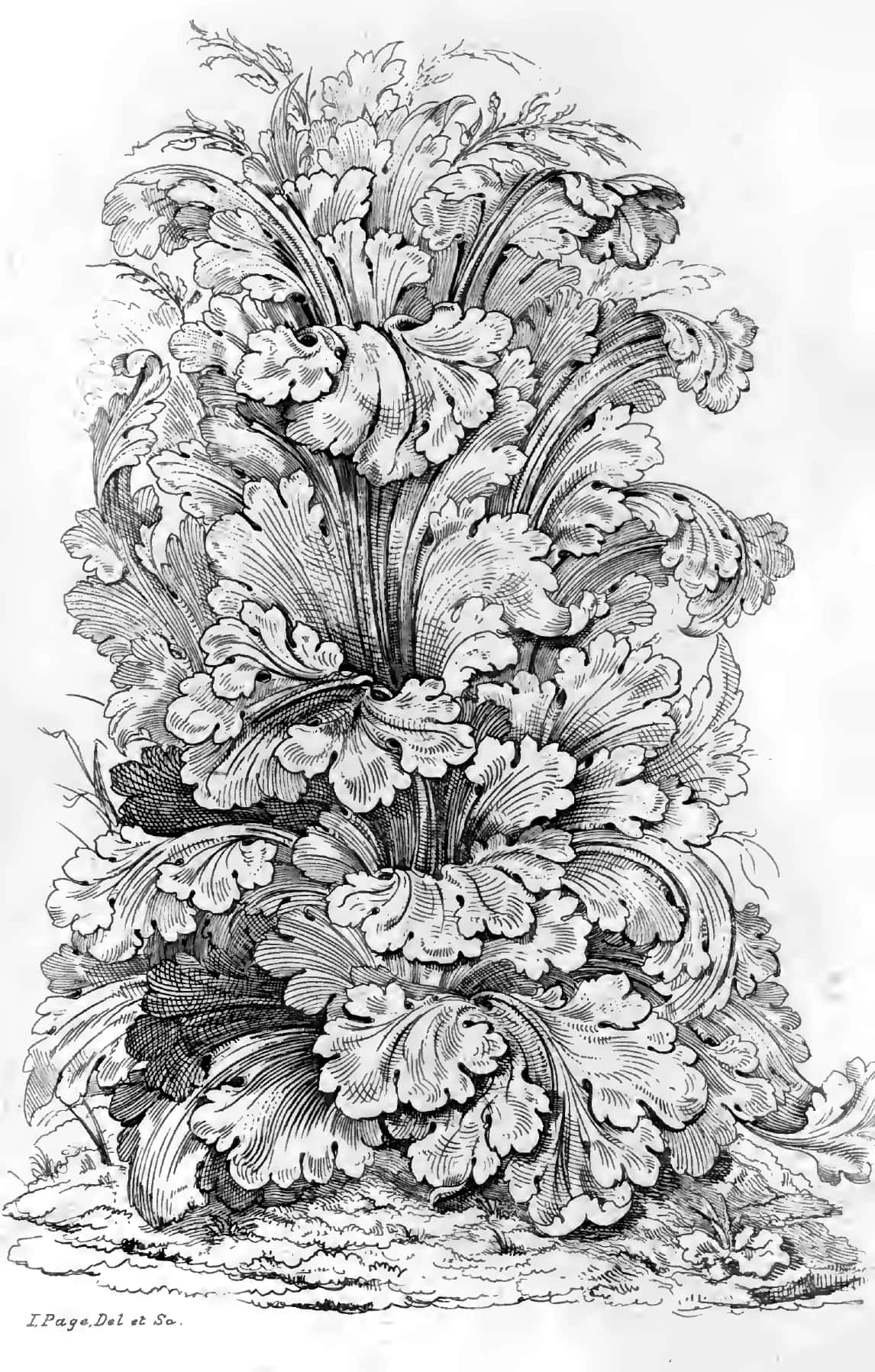 Acanthus wood carving: draw the leaf before you touch the gouge