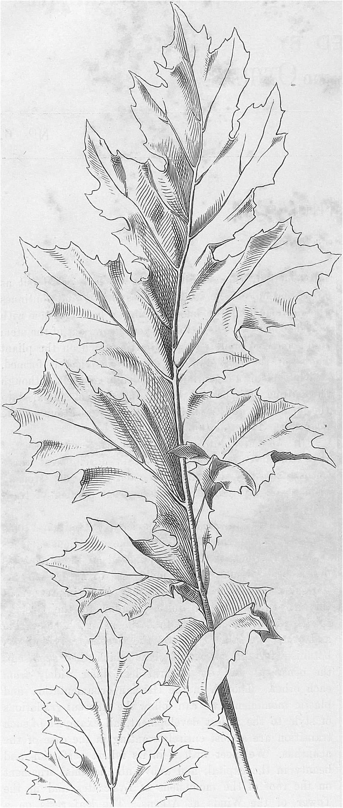 Botanical drawing of a natural acanthus plant, 1871