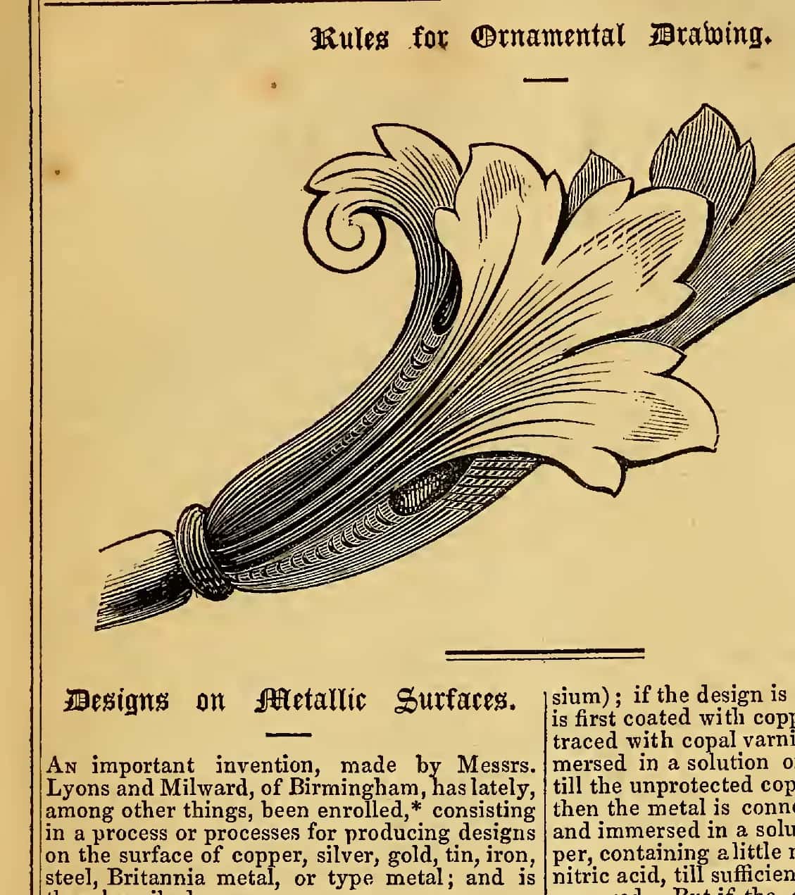 One acanthus leaf in full curl