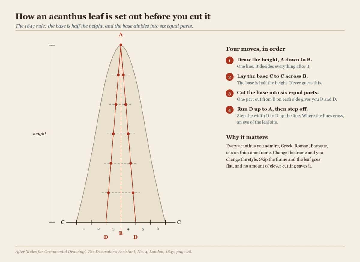 How an acanthus leaf is laid out before any wood moves Printed sheet setting an acanthus leaf on a height line, with its base divided into six equal parts