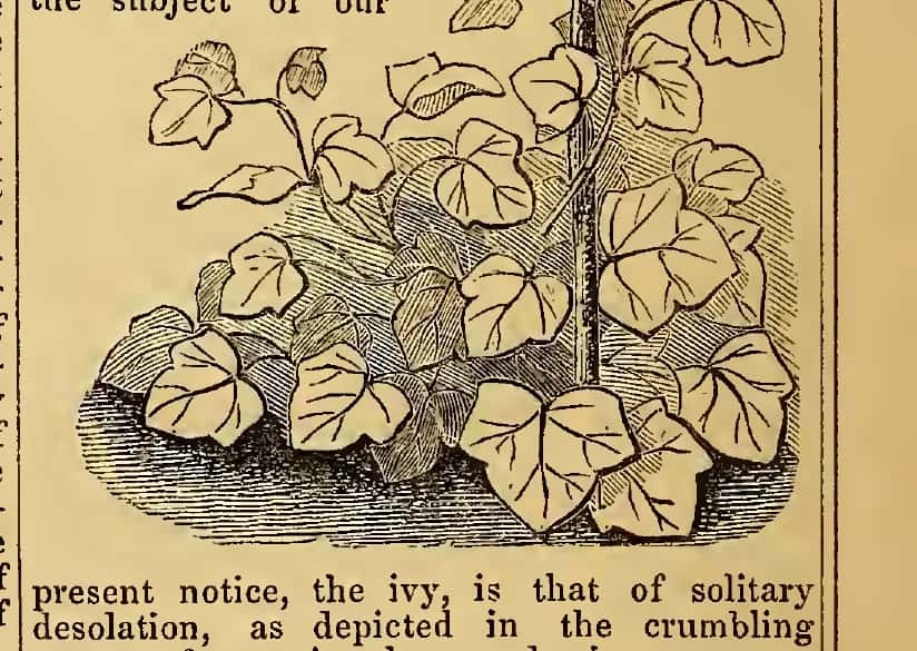 Ivy growing over broken stonework