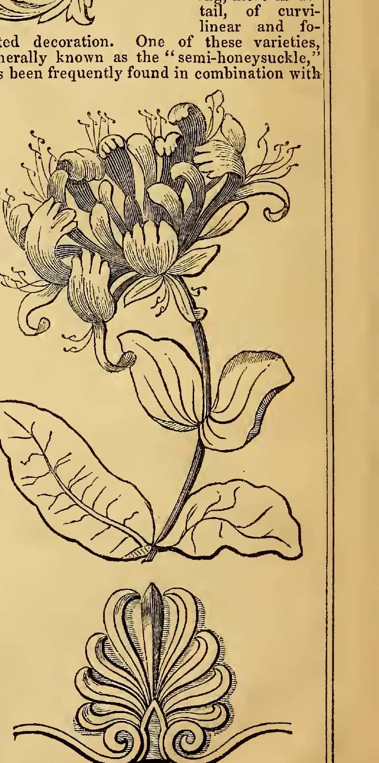A honeysuckle flower and leaf, and above it the anthemion palmette taken from its shape