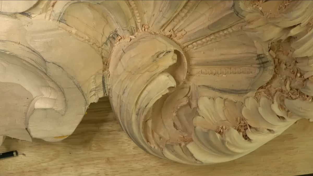 Whole head from straight above.