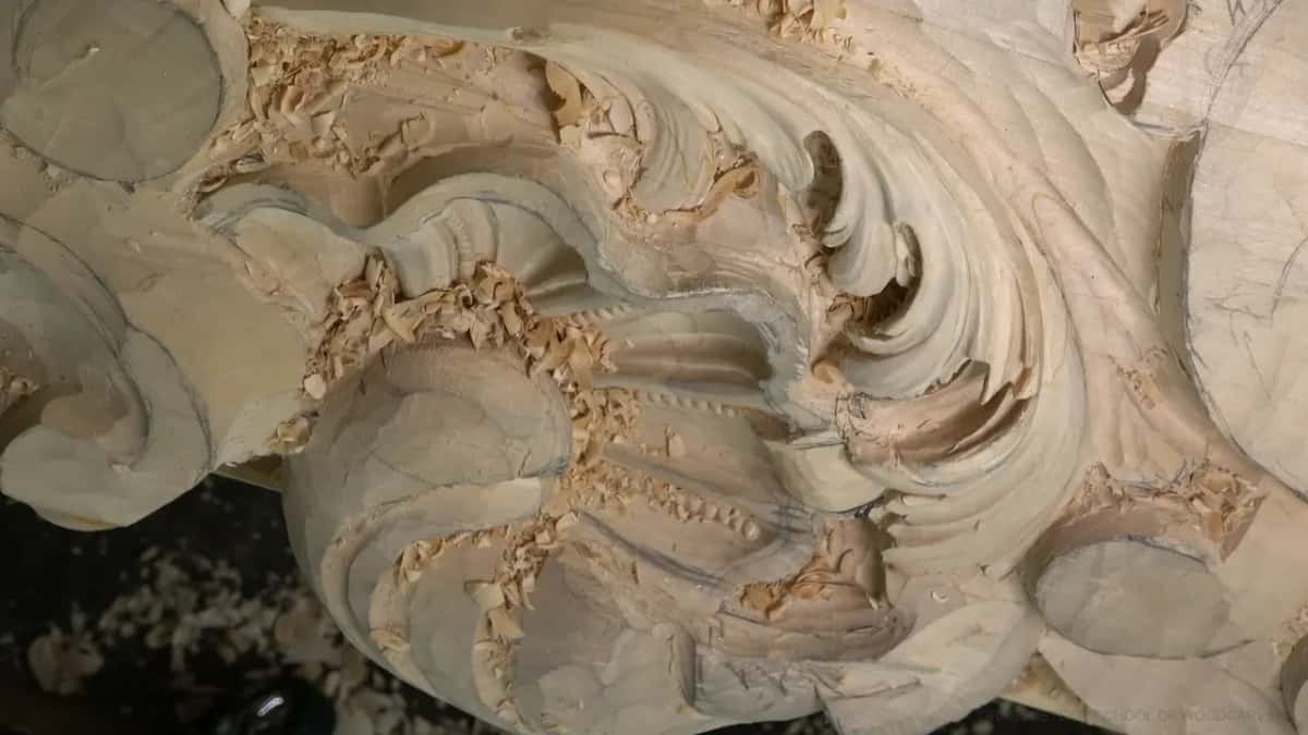 The whole section from above, curling lobes over a roughed shell with ribs.