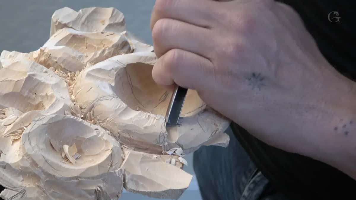 V tool laid over on its side so the far wing of the blade reaches in beneath the lifted edge of a petal