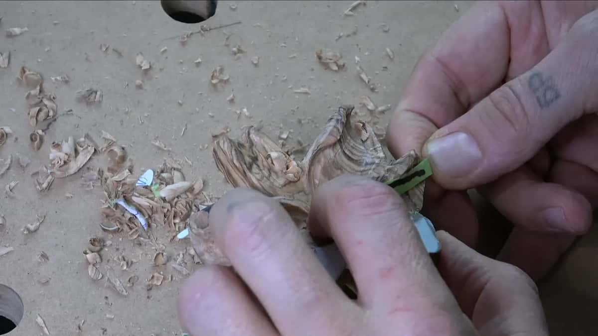 Checking a short petal with the tape