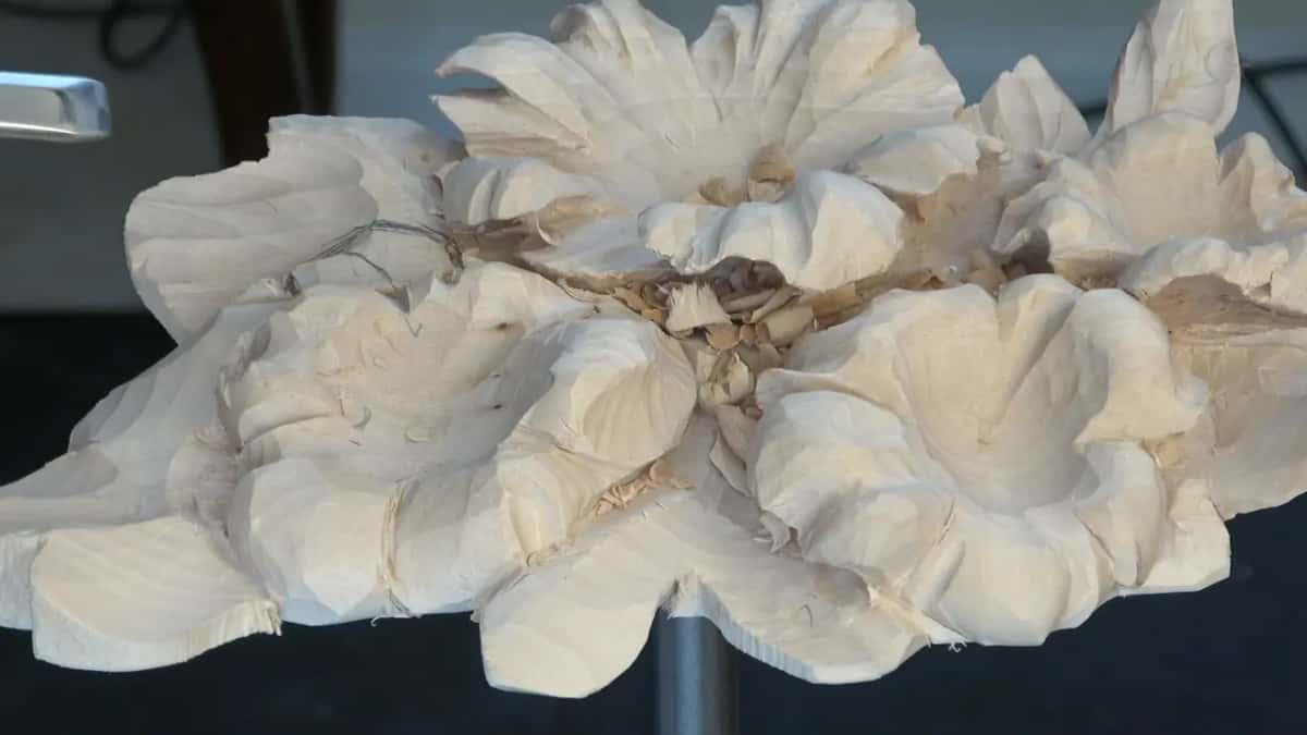 Seen side on, where the new leaf will grow from beneath the flower.