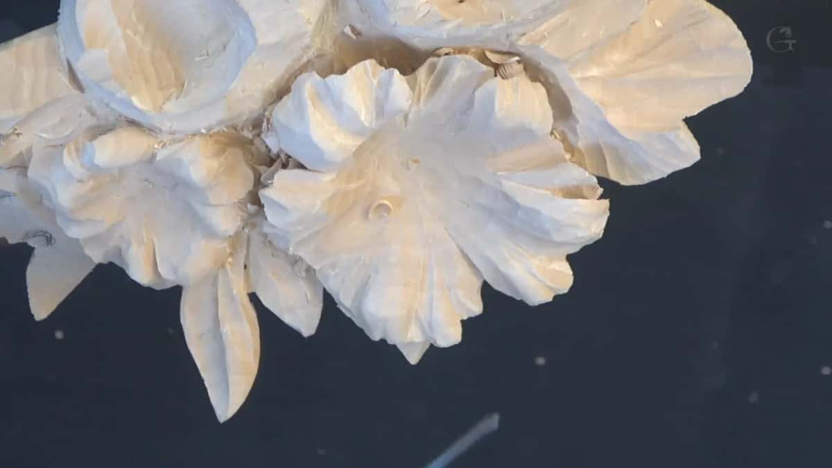 Two flowers side by side with the leafage worked in between them, and no hand in frame to give you a scale.