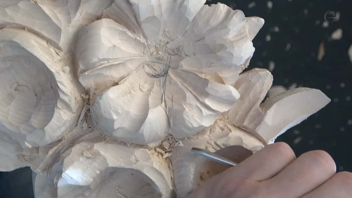 Edge of a blade going in beside a petal to open the dark line behind it