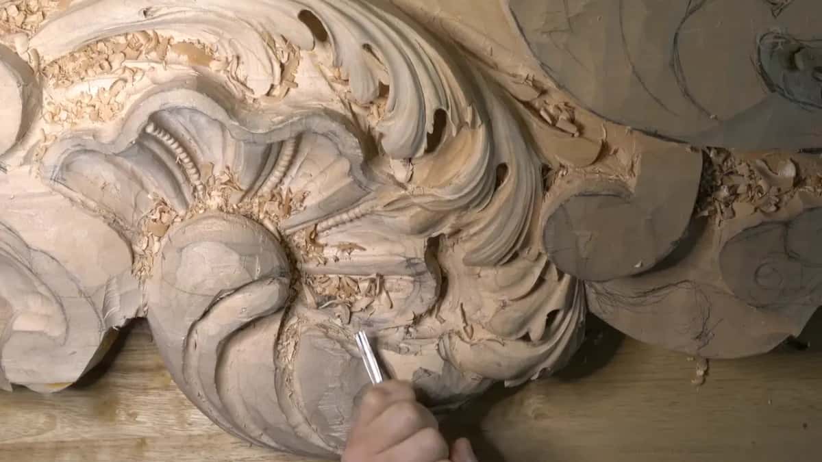 Small gouge tucked beneath the curl, just under the round lobe of the shell.