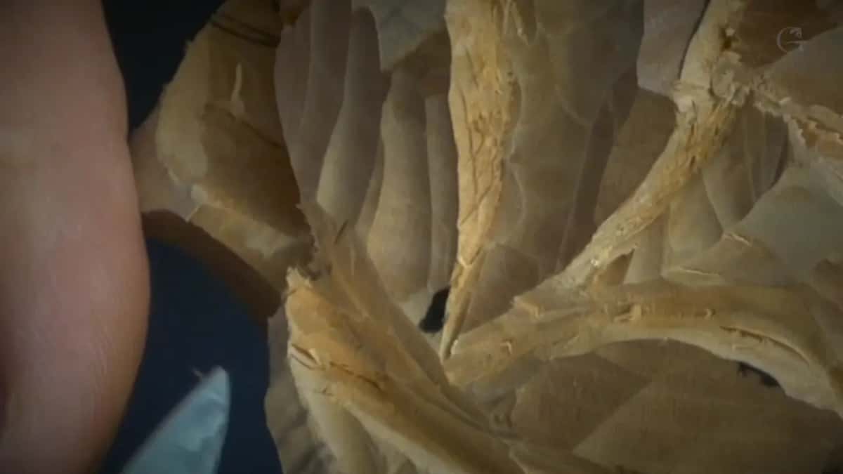 Ridges, and a blade below.