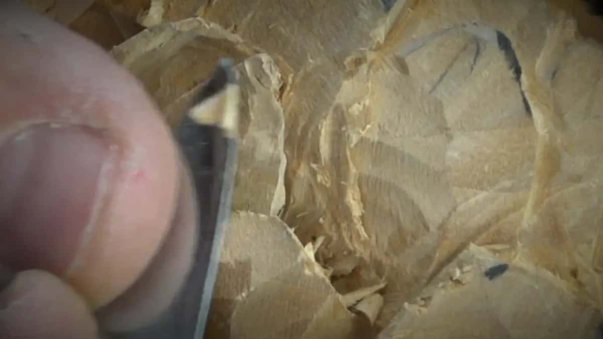 Blade tip against the edge of one petal, warm light, the cut barely longer than the blade is wide.