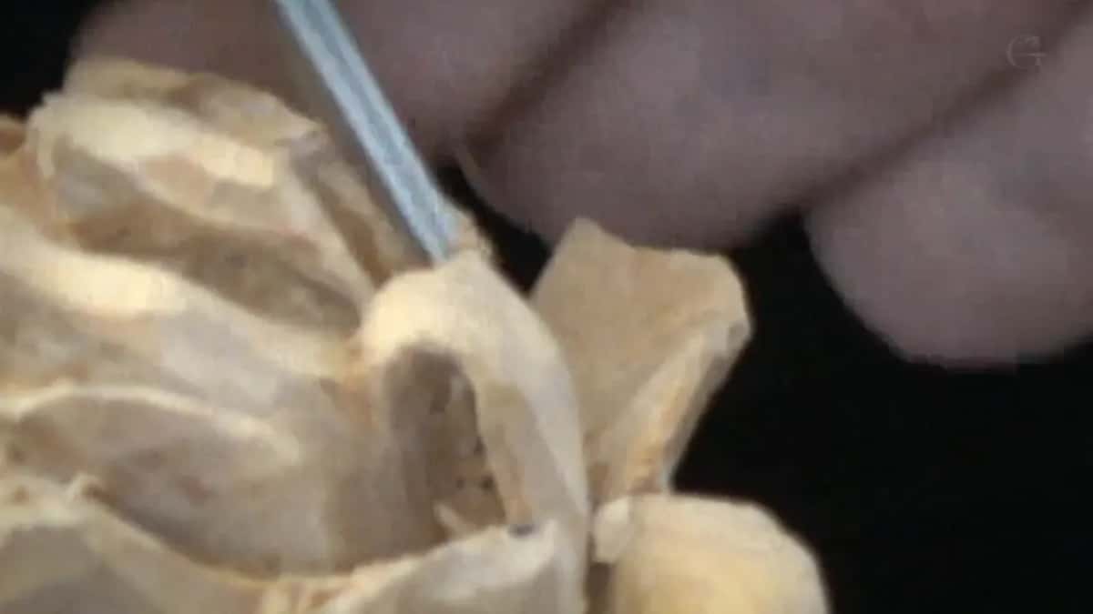 Fine tool, carved fold.