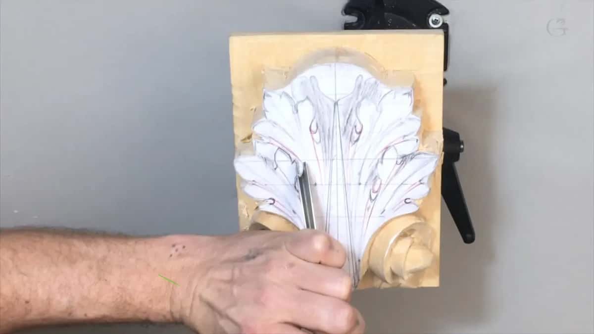 Narrow blade held upright in the leaf's center