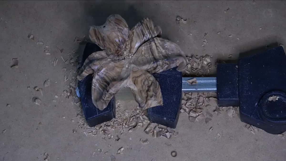 Lily flower in a black vise