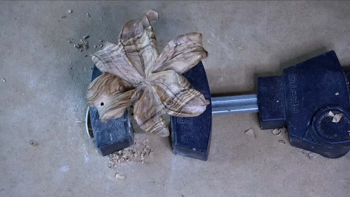 The olive lily sits in blue Festool clamps, its grain swirling everywhere.