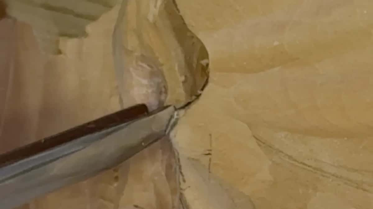 Big close up of a gouge working under the edge of the leaf